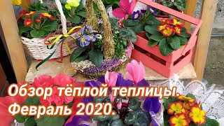 Обзор тёплой теплицы. Февраль 2020.