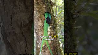 "🌿 Unveiling Quetzal Wonders: Amazing Facts and Mysteries! 🦜"#nature #shorts