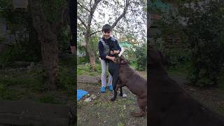 Игры с собаками. /Games with dogs.#shorts