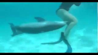 Verliebter Delfin nervt Taucher - WEB.DE.flv