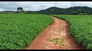 Fazenda a venda na região Norte de Goiás, Município de Uruaçu GO, 96 Alqueirão, Plantando Soja.