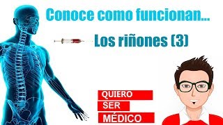 Reabsorción Renal: Transportadores de sodio, glucosa y urea