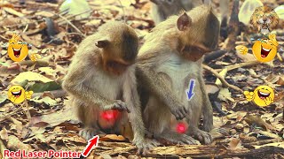 Monkey video  Prank monkey #funny #monkey #monkeyvideo #animals #funnyanimal #monkeyshow #animals