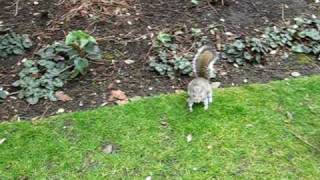 Esquilos num parque de Londres 1 / Squirrels in a London park 1