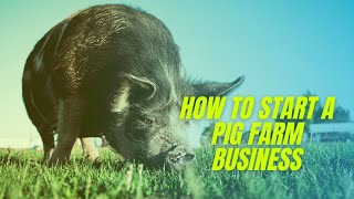 How To Start A Pig Farm Business