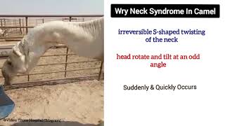 Wry neck syndrome in camel | Torticollis | Curved neck in camel