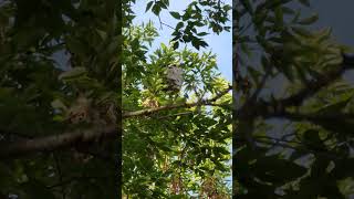 This Beehive Is Gonna Come Down. But How? #shorts #viral #bees #nest