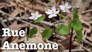 Rue Anemone | Fast Field Guide