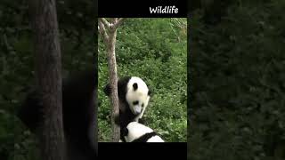 Cute Panda Funny video | WhatsApp Status | Wildlife