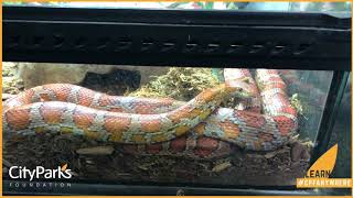 #CPFAnywhere: Meet our Corn Snake, Cornflake!