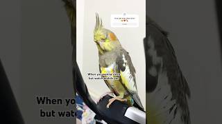 Cockatiel Unusual Things🧐🦜❤️ #birds #cockatiel #bird #cockatiels #parrot #viralshorts #cutebirds