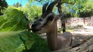 Tiny Gazelle, Big Giraffes And Curious Hornbills Share A Snack