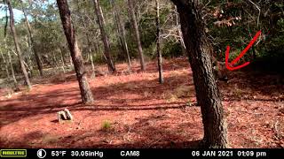 Moultrie Panoramic 180i trail camera pickup