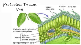 Plant Tissues Class 9 V-4 ( Protective Tissues)#Digital Science with Himani