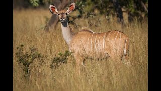 SOLD!! 1193ha Vaalwater Farm for Sale