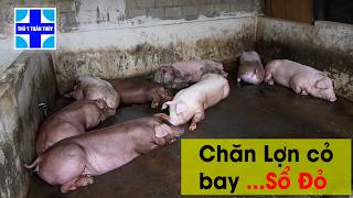 Chăn lợn cỏ - bay ngay cái sổ đỏ