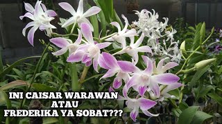 PERBEDAAN ANGGREK DENDROBIUM CAISAR WARAWAN DAN DENDROBIUM FREDERIKA..