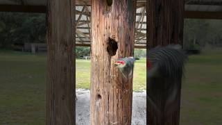 Papa Red bellied Woodpecker scoping out a new nesting site! 🪺. . #woodpecker #lovebirds #birding