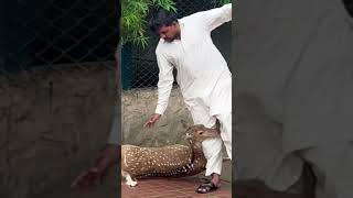 Deer sliped in zoo #zoo oo