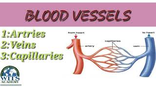 Class Four Science Unit 2 our circulatory system Video 1 Week 12