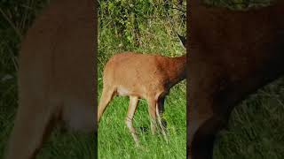 WHITETAIL KINGS EP-10 Brian Bice (Illinois)#hunting#deerhunting #deer