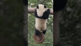 Baby AiSi showing his cute little arms,legs and cute little butt😁🐼|Panda HappyLand