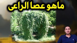 نبات عصا الراعى السحرى نبات معمر واهم المعلومات عنه ؟؟