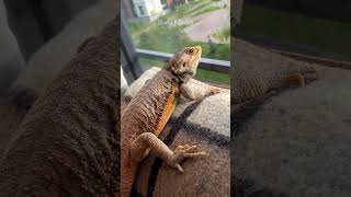 Дракон смотрит в окошко #shorts #reptiles #beardeddragon