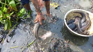 Trending Fishing Video. Amazing Hand Fishing. Best Catching Many Catfish In Mud Water By Hand