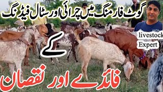 livestock Expert 3 | Goat Farming || Goat Farming in Pakistan | Goat's Open Grazing or stall feeding