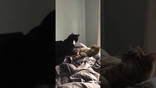 CAT FIGHT Ending like Lion King