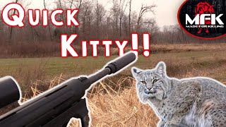 Bobcat Hunting At Its Finest MFK Bobcat Hunting