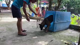 Huấn luyện chó béc bỉ (Malinois) vào chuồng và đóng cửa