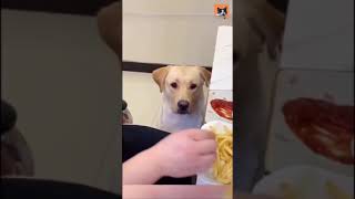 Cute golden retriever dog wants fries with ketchup! 🐶😂 #shorts