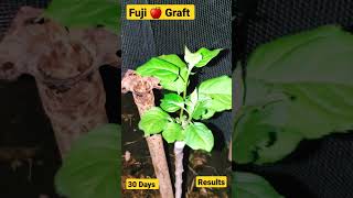 30 Days Results Cleft Graft- Fuji 🍎🇯🇲. #Results #grafting #appletrees