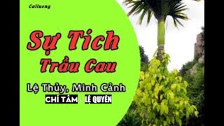 Cải Lương - Sự Tích Trầu Cau - Lệ Thủy - Minh Cảnh - Chí Tâm - Lệ Quyên