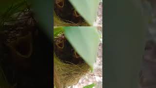 சிட்டு குருவி கண் 👀திறந்துடுச்சு#garden #birdnest #eye opening bird