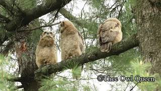 North American Great Horned Owls