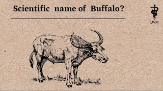 Scientific name of buffalo