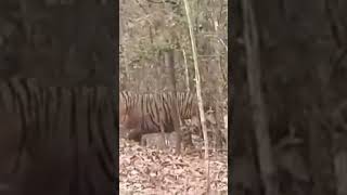 Tiger spotted at Jungle #nature #wildlife #animals #travel #vlog #villagelife #birds