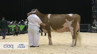 Expo-Printemps 2019 • 4 ans • Holstein Rouge