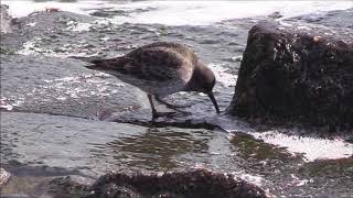 Purple Sandpiper (Calidris maritima)