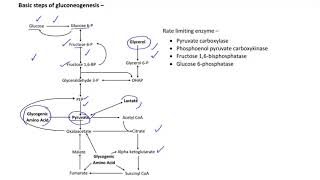 Gluconeogenesis : The life saver