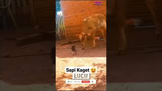 Sapi Kaget Sangat Lucu karena di Sapa Kucing #shorts