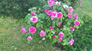 Rosier anglais gertrude jeckyll Des roses immenses au parfum intense