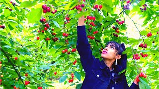 Swiss Cherry Harvesting