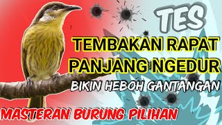 PANJANG NGEDUR!! Masteran Tembakan Rapat Untuk Isian || BIKIN HEBOH GANTANGAN