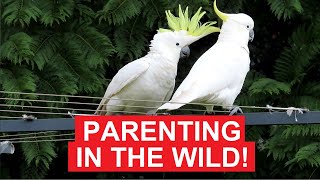 Young Cockatoo's Cry for Attention: Heartwarming Parenting in the Wild!