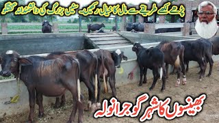 Zulfiqar Dairy Farm || Dairy Farming in Pakistan || How to start Buffalo Farming busines in Pakistan