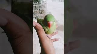 #ringneck #ringneckparrot #greenparrot #handtame #birds #parrot